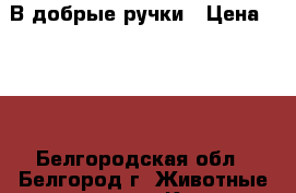 В добрые ручки › Цена ­ 100 - Белгородская обл., Белгород г. Животные и растения » Кошки   